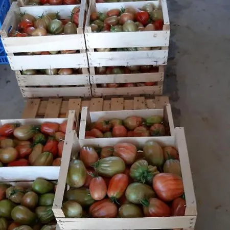 Cascina Pontetto Pensión