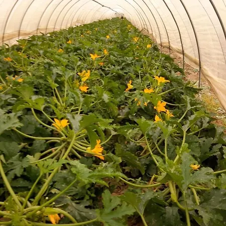 Pensión Cascina Pontetto Asti